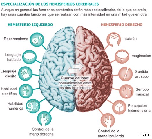 ¿Cuáles son las habilidades del cerebro? Un viaje profundo a la ingeniería neuronal que define nuestra existencia diaria