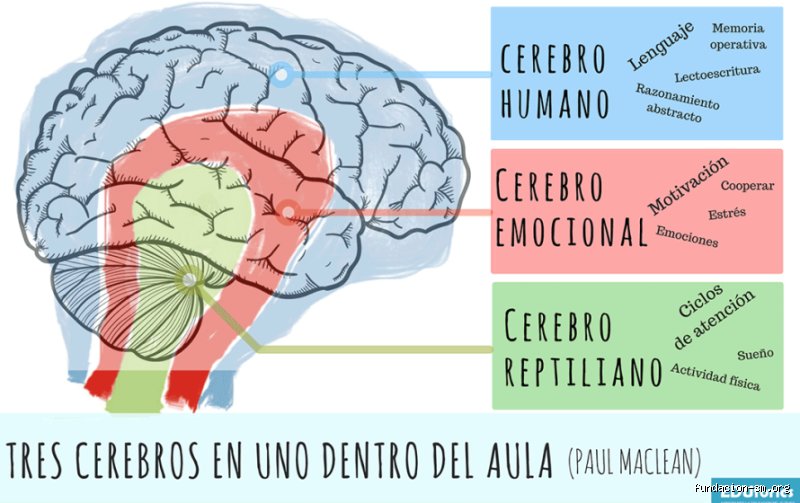 ¿Cuáles son los 3 niveles del cerebro? El mapa oculto de tu mente que explica por qué haces lo que haces