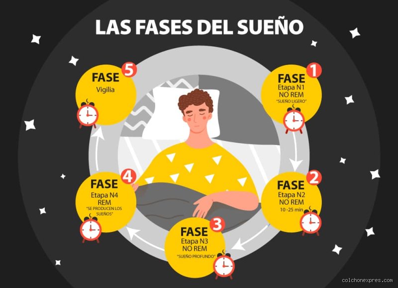 ¿El sueño profundo solo se produce al comienzo de la noche? Desmitificando la arquitectura de nuestro descanso nocturno