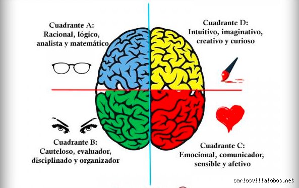 ¿Cuáles son los 4 estilos de cerebro? Descubre cómo tu configuración neuronal dicta tu forma de vivir y decidir
