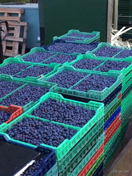 ¿Cuál es la fruta con mayor cantidad de antioxidantes para transformar tu salud celular desde hoy?