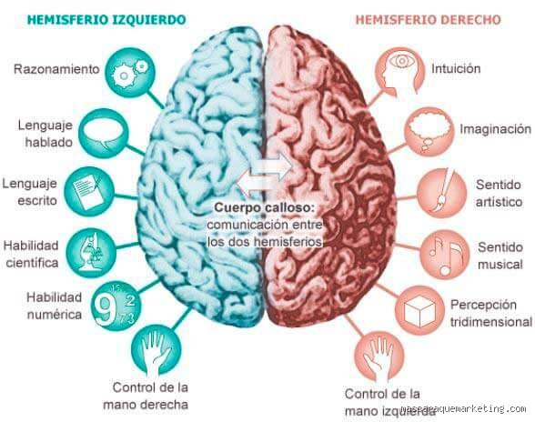 ¿Cómo es el cerebro de los músicos? La ciencia revela sus diferencias clave