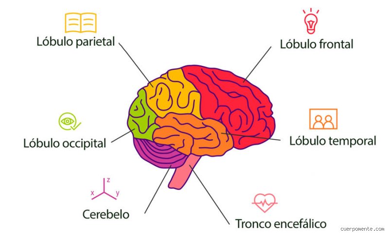 ¿Cuáles son las 4 funciones básicas del cerebro y por qué entenderlas transforma nuestra visión de la salud mental?