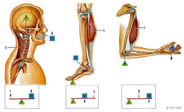 ¿Cuáles son las 3 palancas del cuerpo humano y cómo transforman nuestra fuerza bruta en movimiento eficiente?