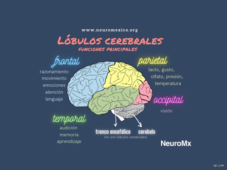 El GPS biológico de nuestra mente: ¿Cuáles son las 4 funciones del lóbulo parietal y por qué determinan tu realidad?