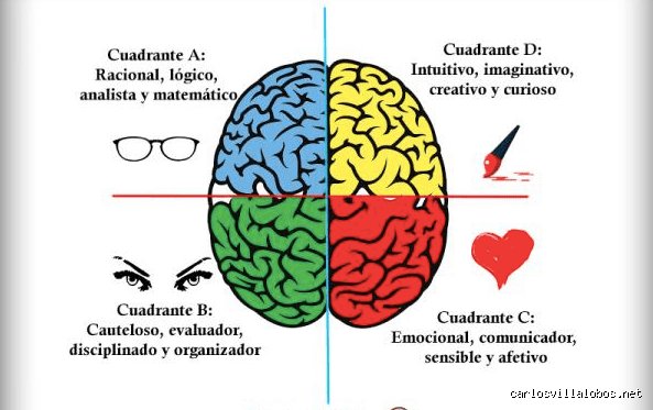 ¿Cuáles son los 4 tipos de cerebro? Una disección profunda de la arquitectura mental que define quién eres hoy