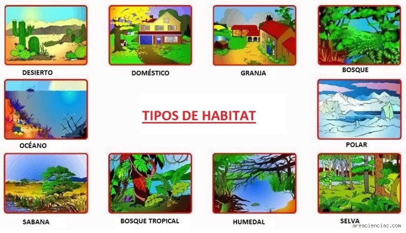 ¿Cuáles son los 5 tipos de hábitat? Un viaje profundo por la arquitectura invisible que sostiene la vida terrestre