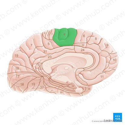 Explorando la corteza motora primaria: ¿Dónde está el área 4 en el cerebro y por qué manda sobre tus músculos?