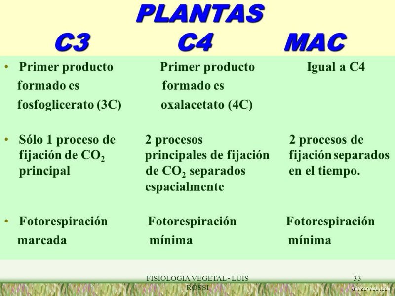 Diferencia entre C3 y C4: el duelo evolutivo por la eficiencia bajo el sol inclemente