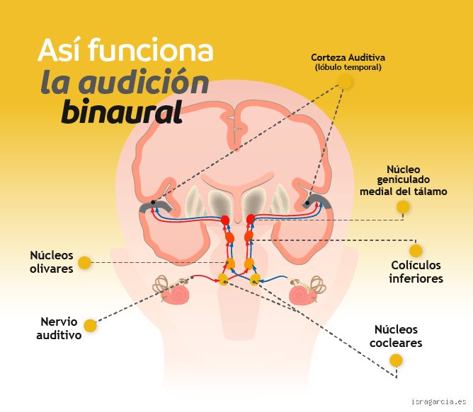 La guia definitiva para entender cuánto tiempo hay que escuchar los sonidos binaurales y no morir en el intento