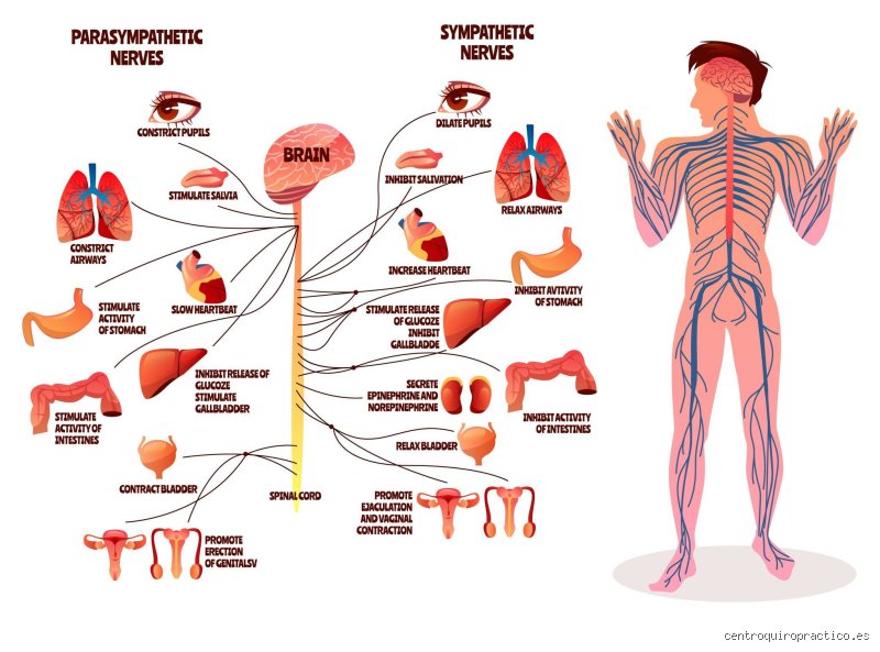 ¿Cómo sanar el sistema nervioso? Lo que la medicina convencional no dice